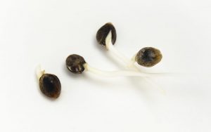 Consejos para el cuidado de semillas germinadas
