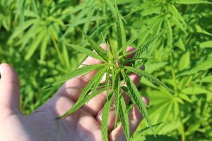 Consejos y trucos para feminizar semillas de marihuana
